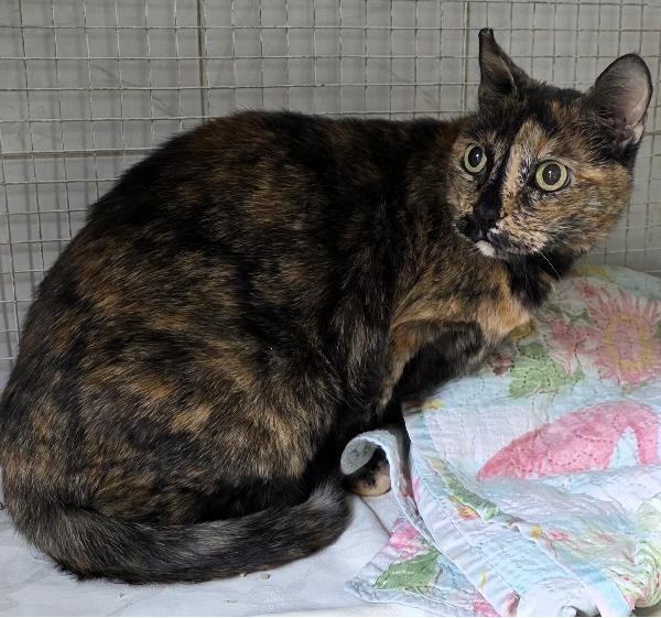 PEPITA GATTINA SQUAMA TARTARUGA Foto 4